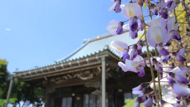 Wisteria trellis and Myofukuji Temple