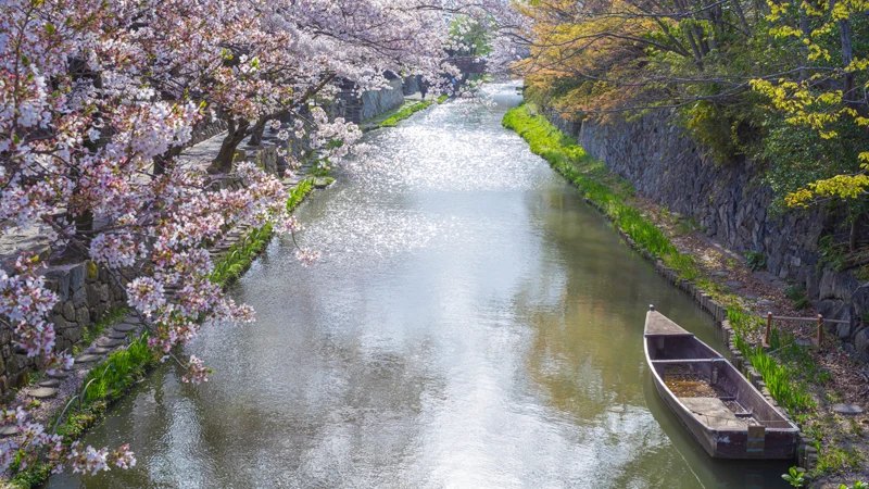 Hachiman-bori cherry trees