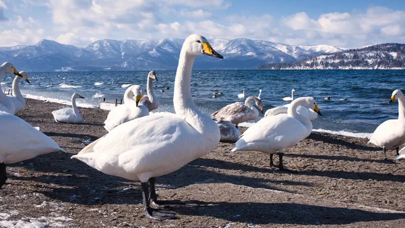 Swans at Kussharo Lake