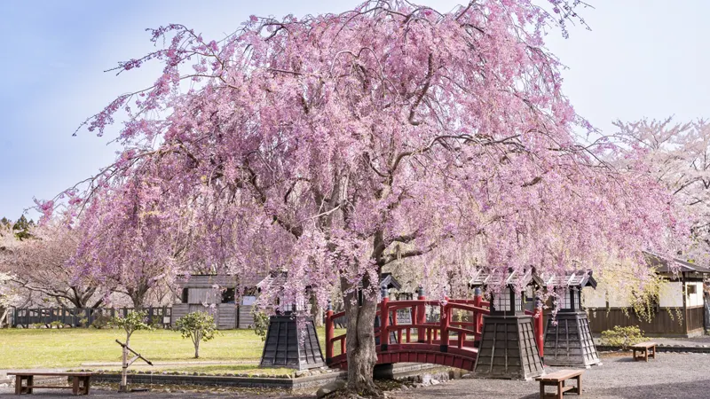 Matsumae Castle Sakura Festival