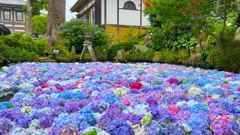 Pond with hydrangea flowers