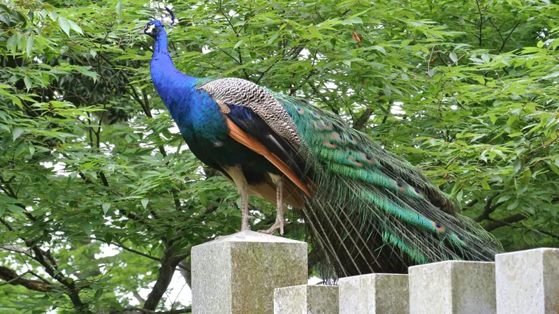 Peacock at Amabiki Kannon