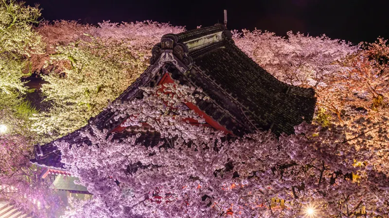 Amabiki Kannon with cherry trees