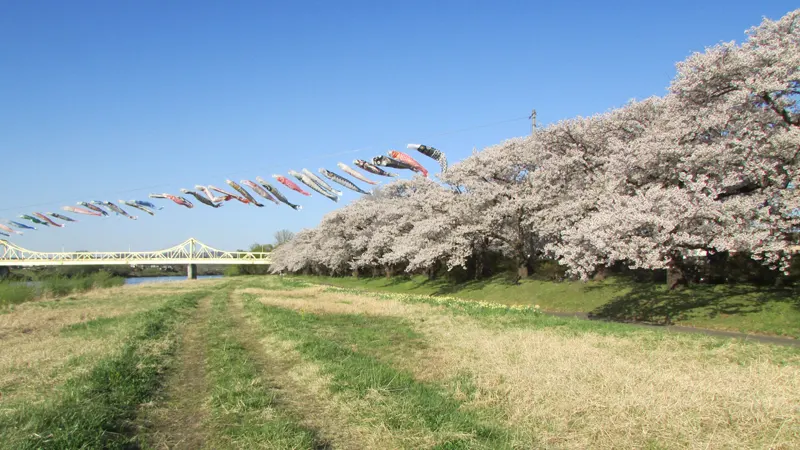 Cherry blossom avenue 2 km