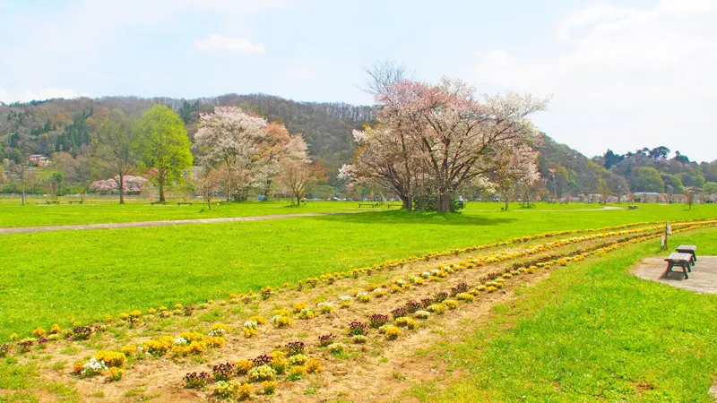 Tenshochi cherry season