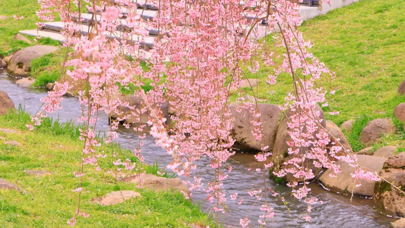 Tenshochi cherry season