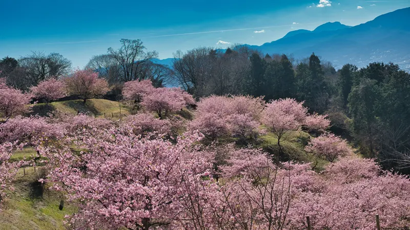 Oi Yume no Sato surrounded by cherry trees