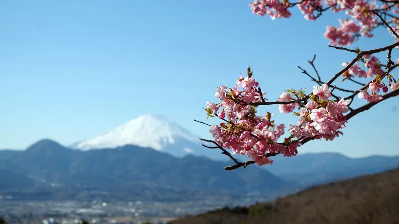 Oi Yume no Sato with cherry trees and Fuji