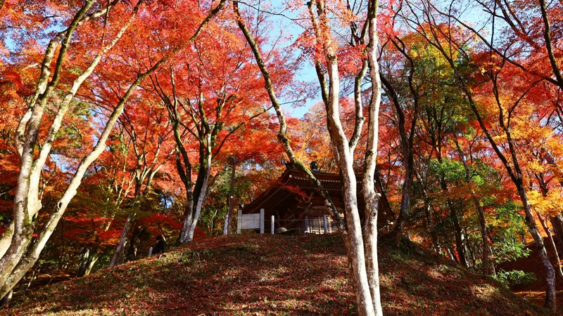 Kojakuji autumn leaf tunnel