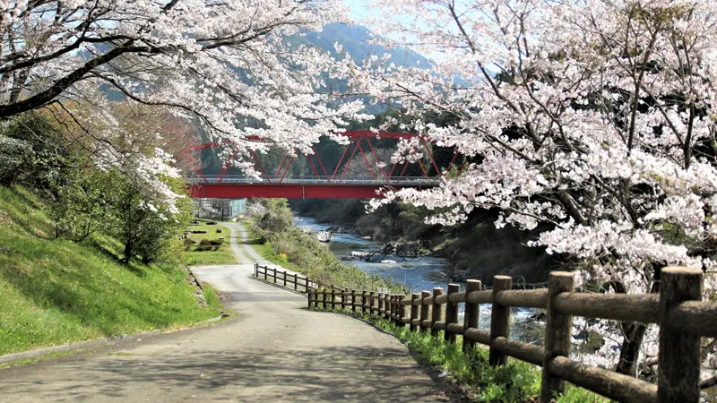 Miyama Hiroba cherry trees