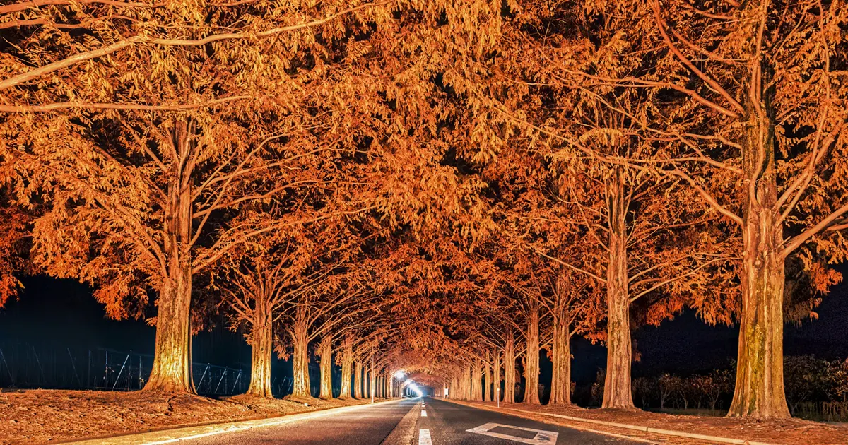Metasequoia Tree Avenue