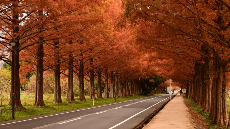 Metasequoia tree line