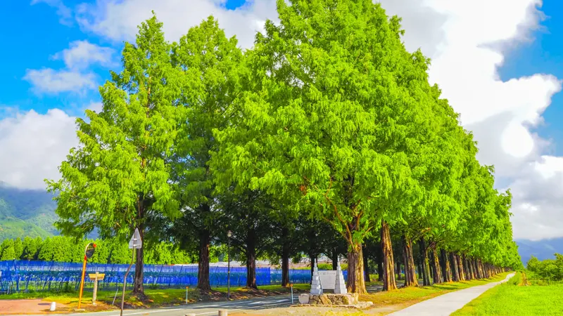 Metasequoia spring leaves