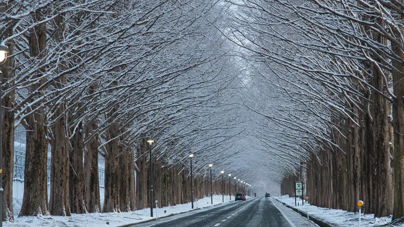 Metasequoia Avenue winter trees