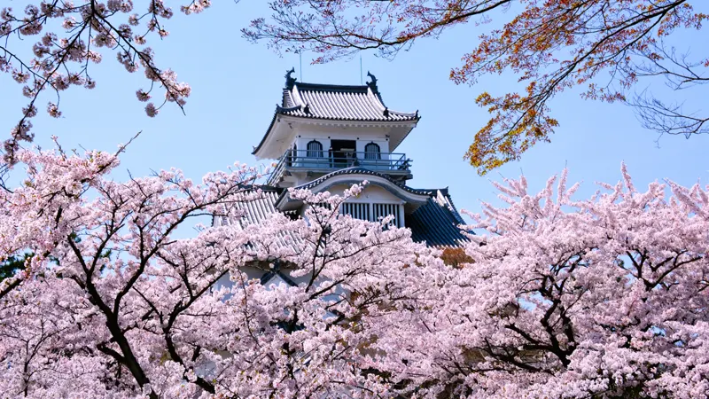 Nagahama Castle with Cherry Blossoms