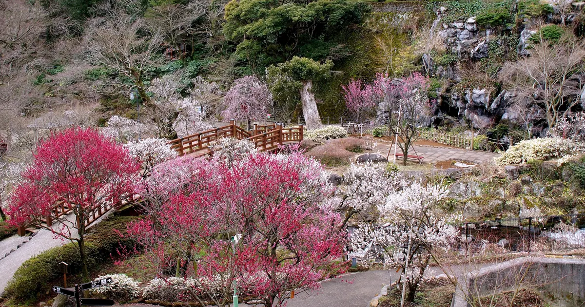 Atami Plum Garden