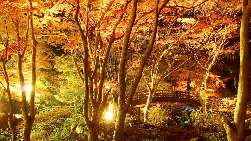 Light-up at Atami Plum Garden