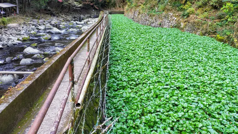 Amagi stream and wasabi fields