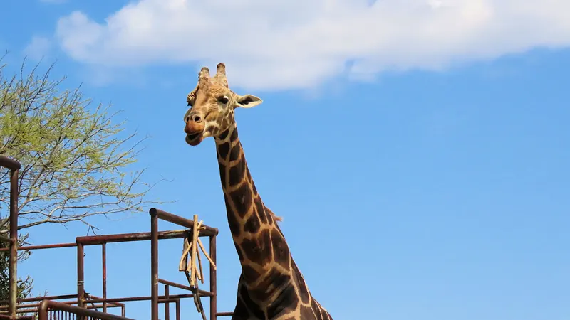 Hamamatsu City Zoo giraffe enclosure