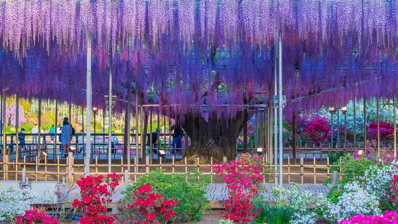 Wisteria trellis full bloom