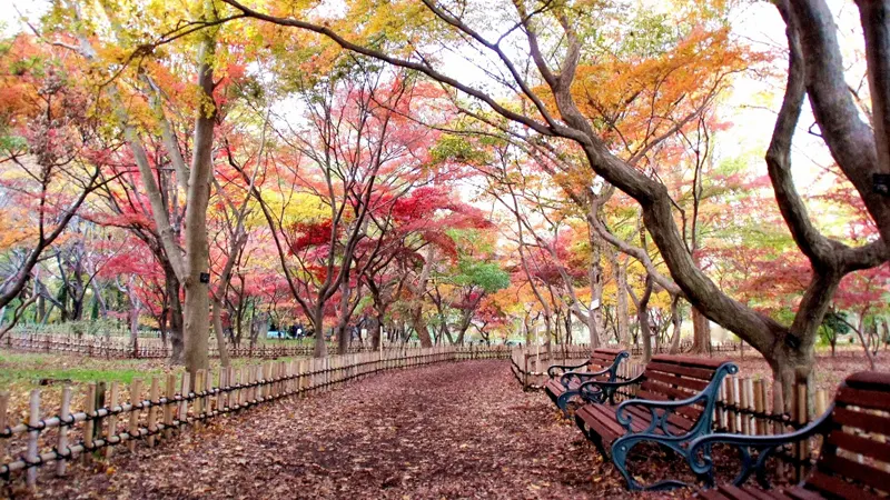 Jindai Botanical Gardens autumn leaves