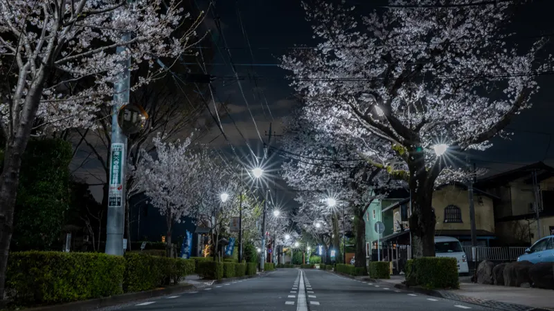 Nighttime cherry blossoms near Jindaiji