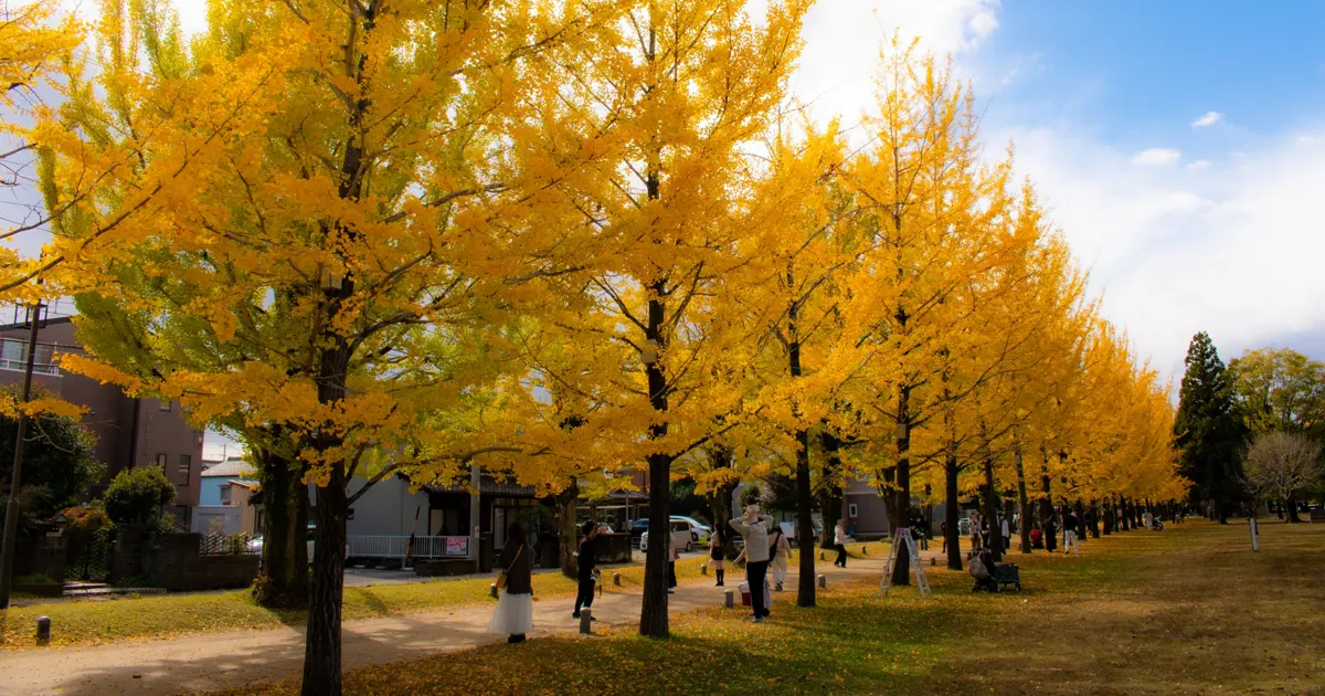 Manabi no Mori Promenade