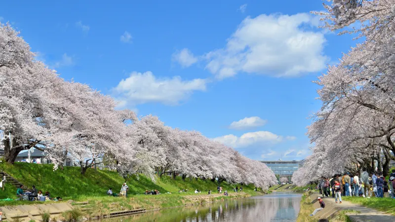 Kakamigahara City Park Sakura Street