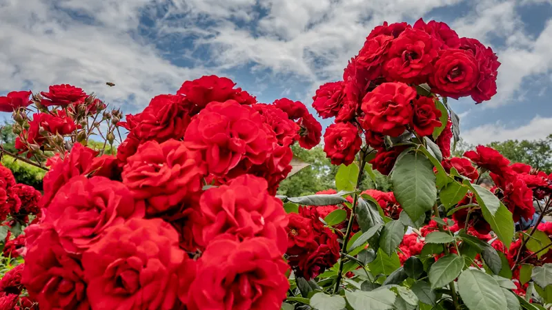 Red roses at Jindai Botanical Gardens