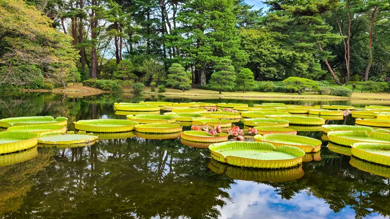 Victoria amazonica at Jindai Gardens