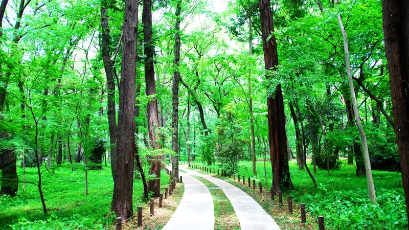 Summer pathway surrounded by plants