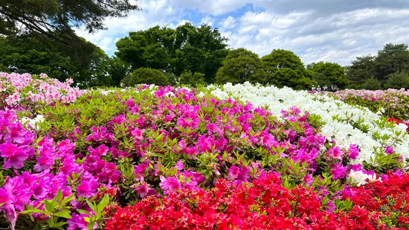 Azalea plant varieties