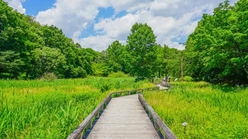 Iris garden at Jindai Botanical Garden