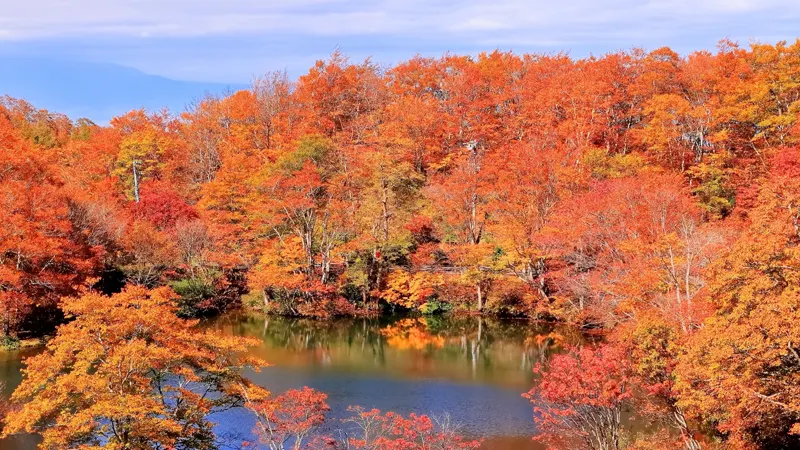 Dokkonuma Swamp with autumn leaves