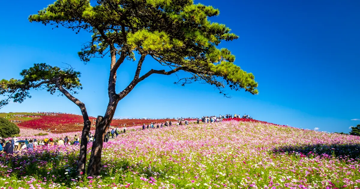 Hitachi Seaside Park
