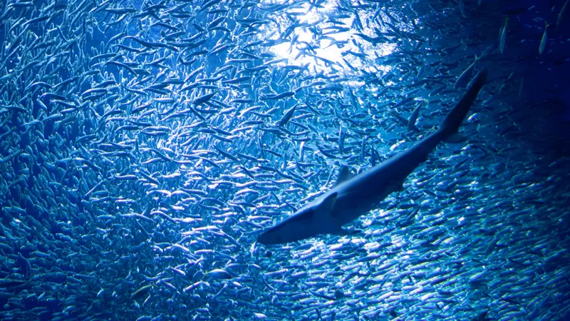 Aqua World Oarai sharks