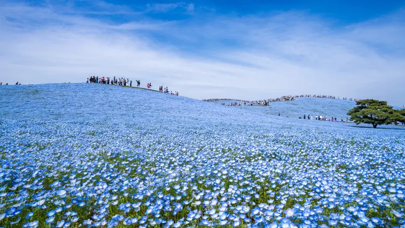 Hitachi Seaside Park Nemophila Hill