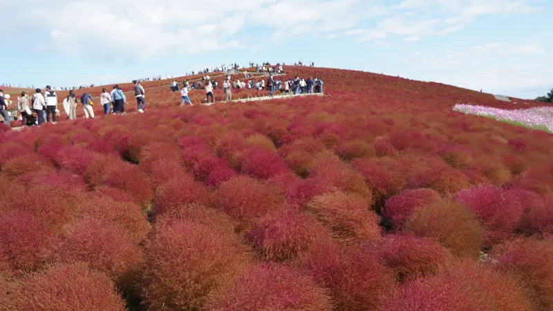Hitachi Seaside Park Kochia