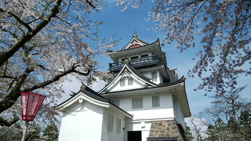 Yokote Castle with cherry trees