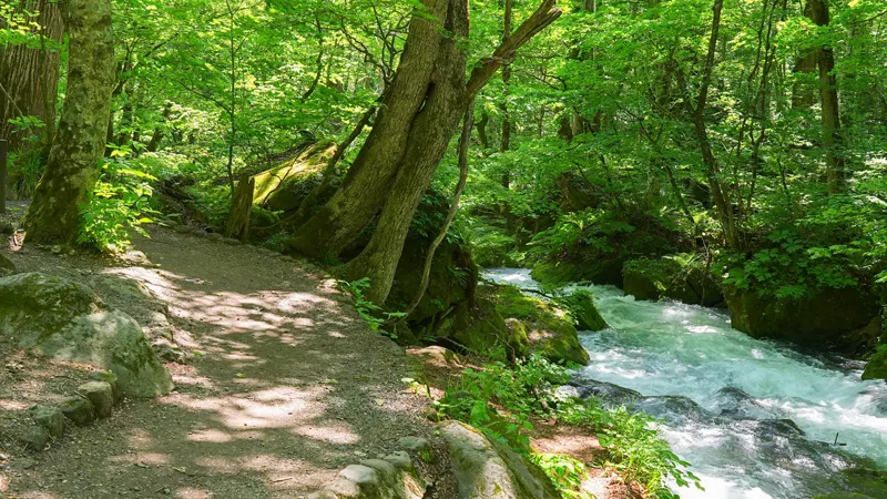 Oirase Stream walking trail