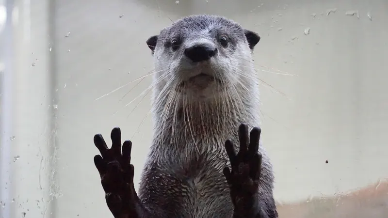 Asian small clawed otter