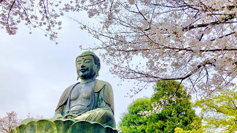 Cherry blossoms at Gokokuji