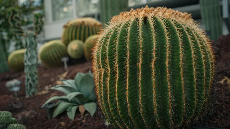 Jindai greenhouse cactus