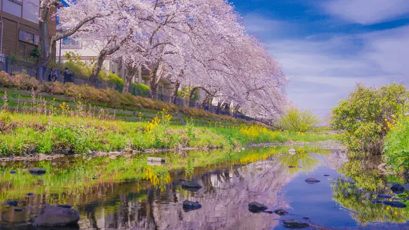 Jindaiji cherry stream