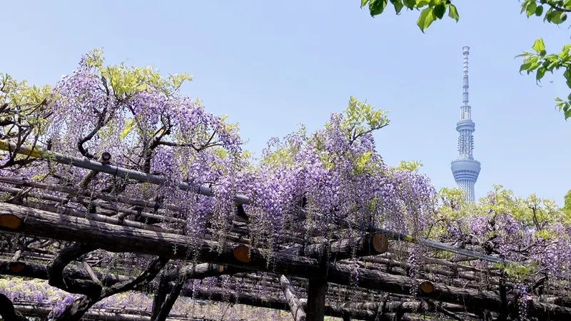 Wisteria trellis and Tokyo Skytree view