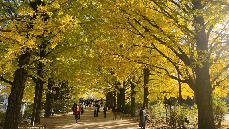 Showa Kinen Park ginkgo