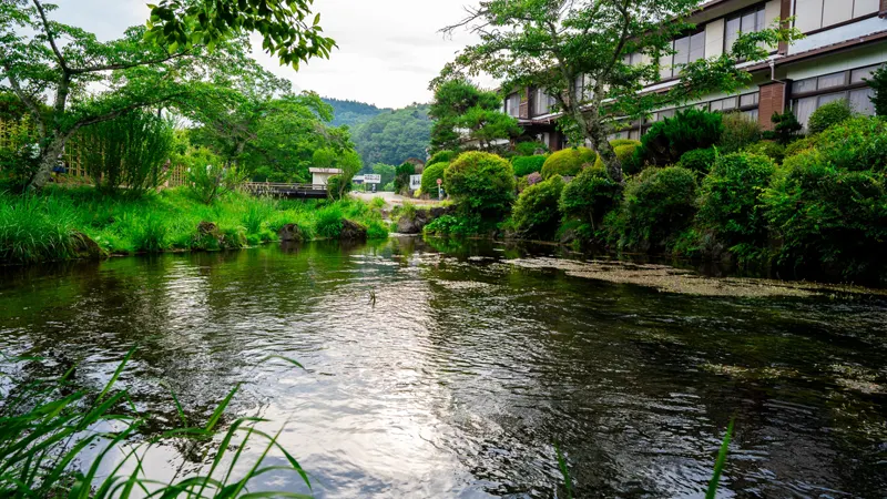 Nigori-ike pond with lush plants
