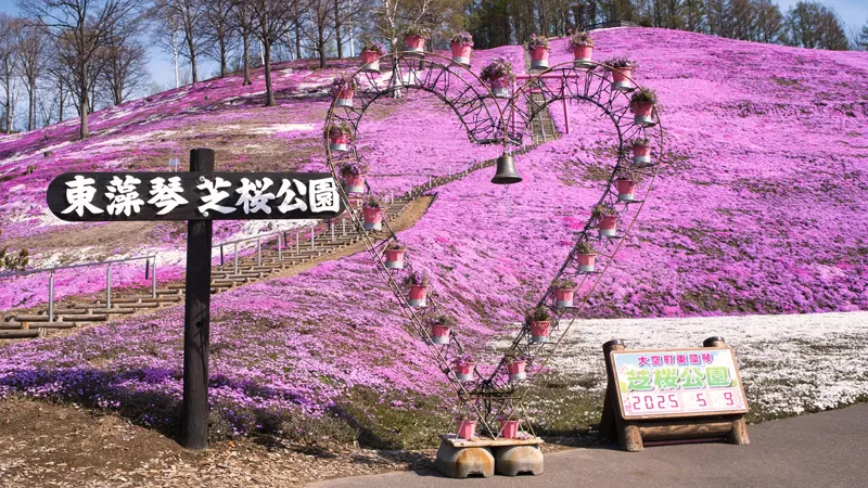 Shibazakura hillside photo point