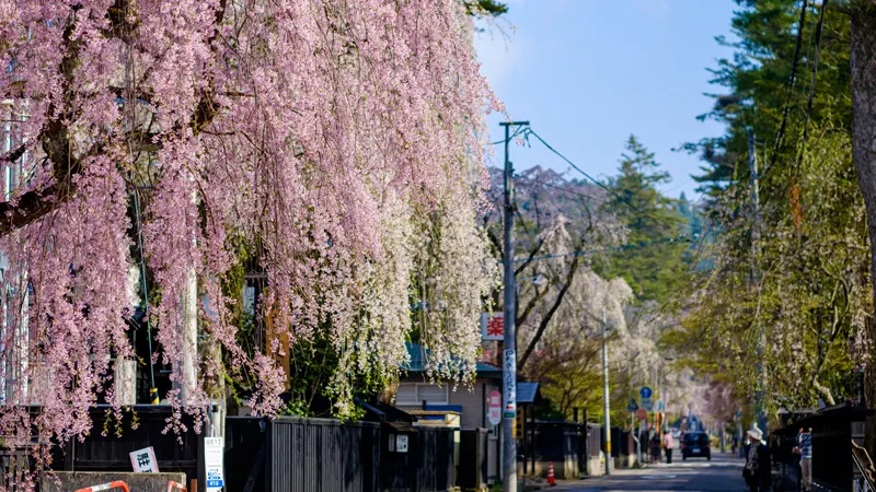 Samurai Street cherry