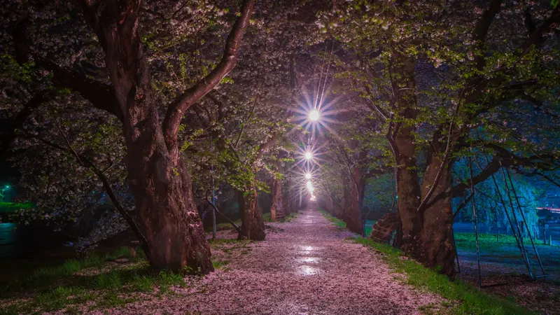 Kakunodate cherry lights